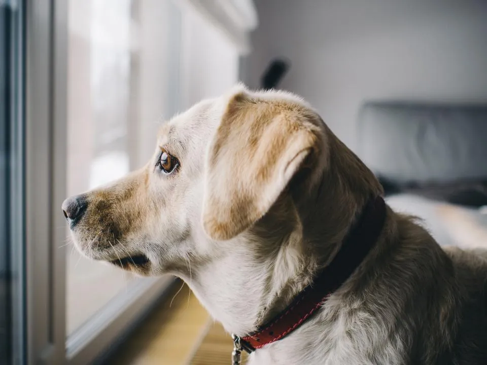 A dog looking out of a window