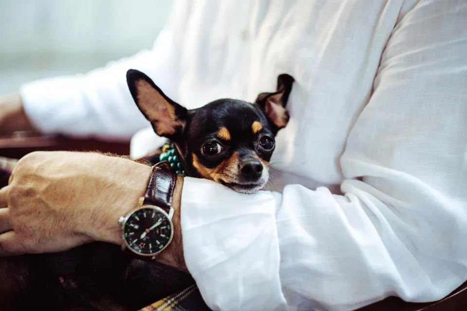 A small dog held in its owner’s arms