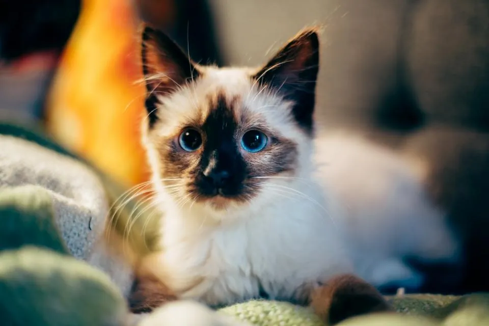 A Siamese kitten resting on a blanket