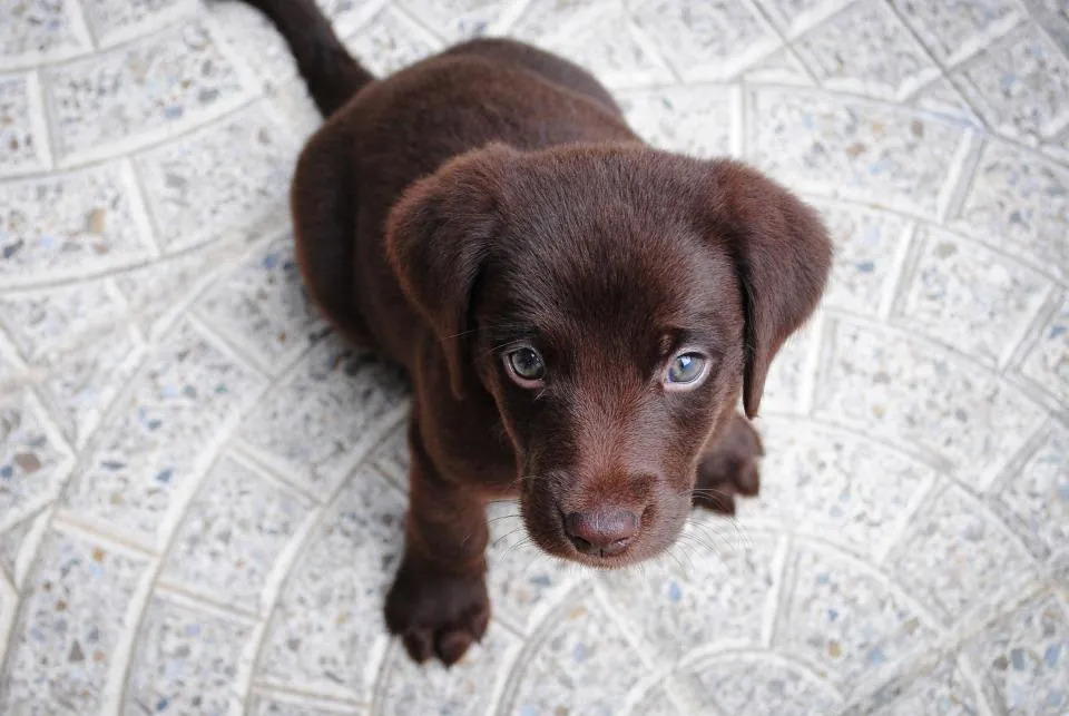 A brown puppy looking up